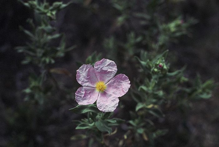 Cistus creticus (2)  -  UNICA POBLACION PENINSULAR (HOCES RIO JUCAR)
